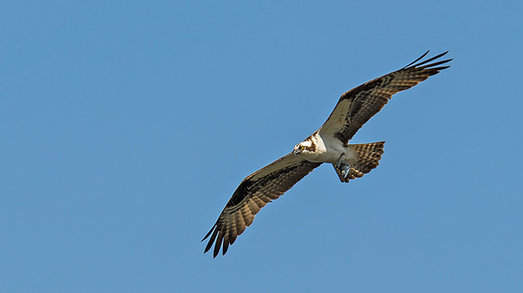 Osprey_47