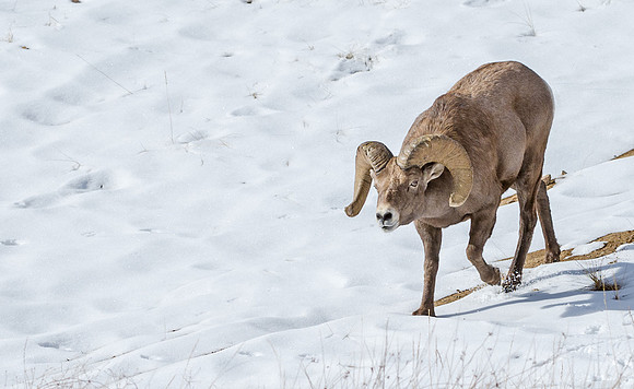 Bighorn_73
