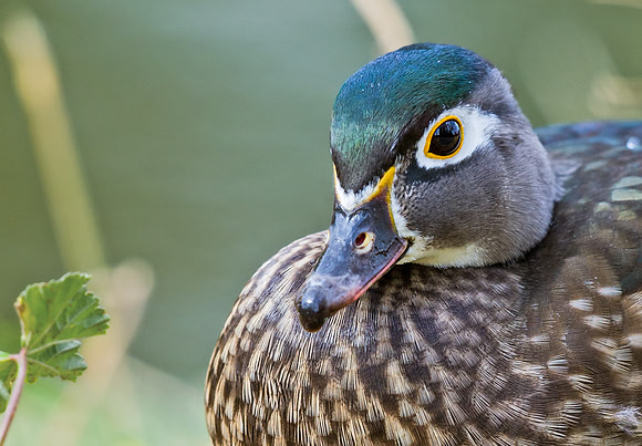 Wood_duck_21