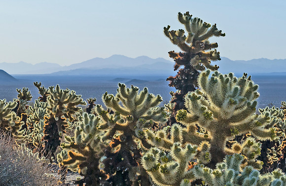 Cholla_Cactus_Garden_1
