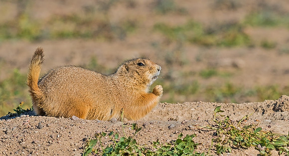 Black-tailed_Prairie_Dog_11