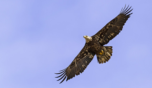 Bald_eagle_87