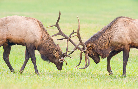 Elk_GSMNP_2016_45