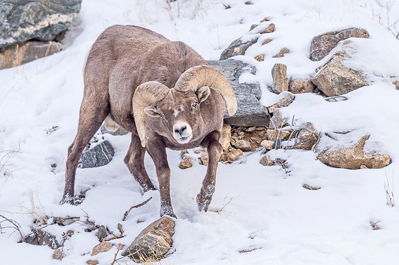 Bighorn_Georgetown_2016_10