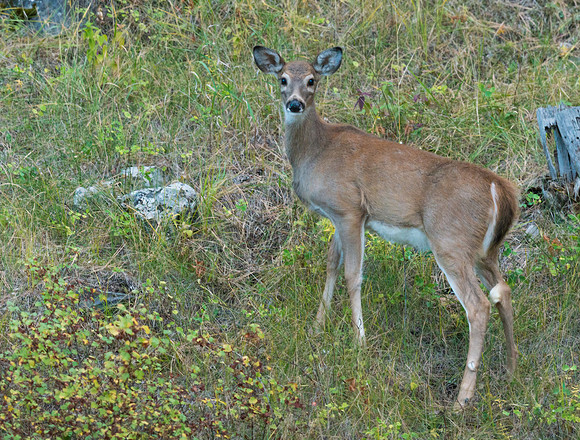 White-tailed_deer_4
