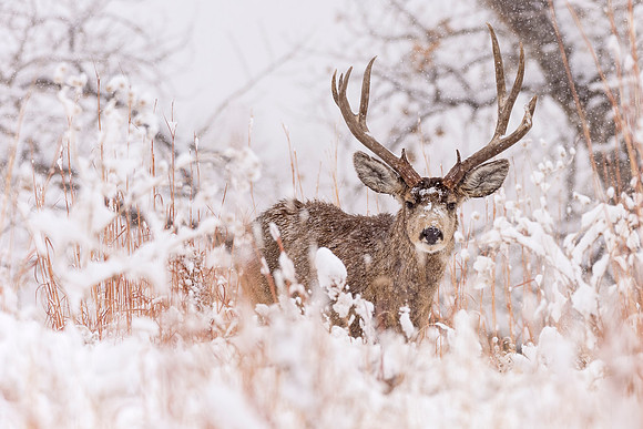 Mule_deer_buck_snow_1
