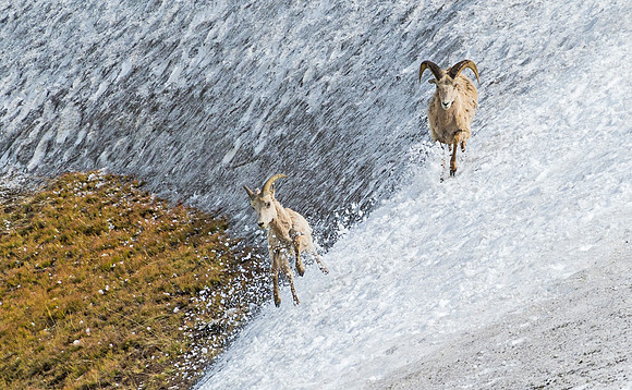 Bighorn_ram_97