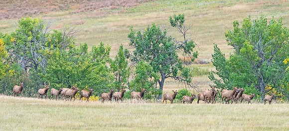Bison_roundup_6