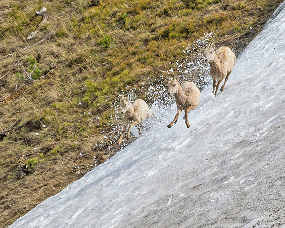 Bighorn_sheep_105