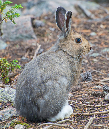 Snowshoe_Hare_4