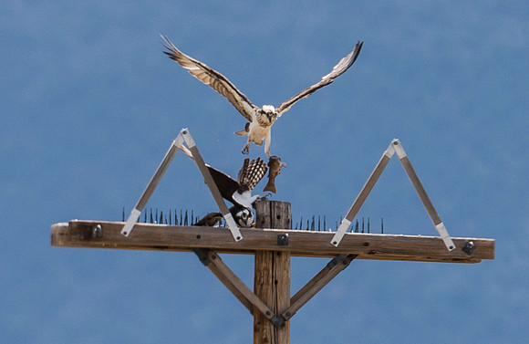 Osprey_37