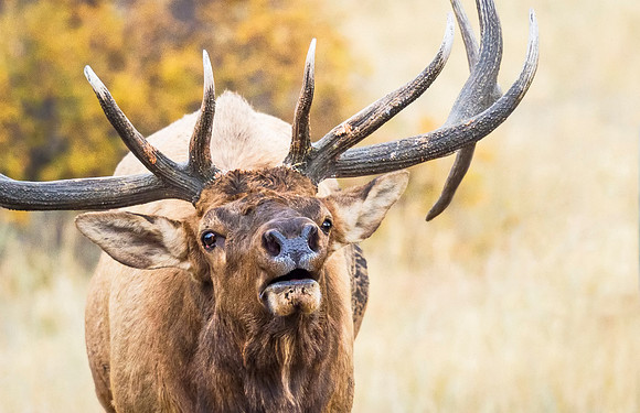 Elk_RMNP_2016_16