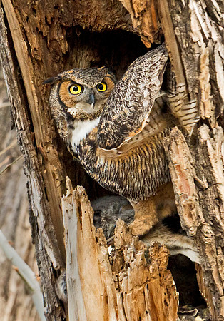 Great Horned Owl 21