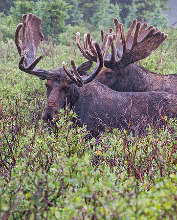 Moose_81