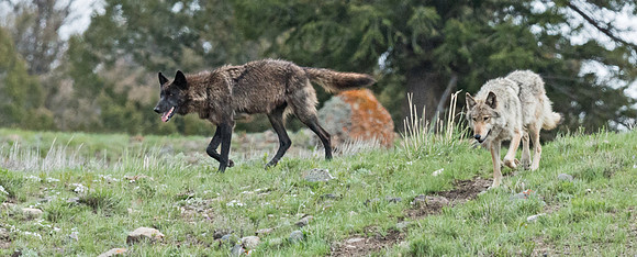 Wolf_8
