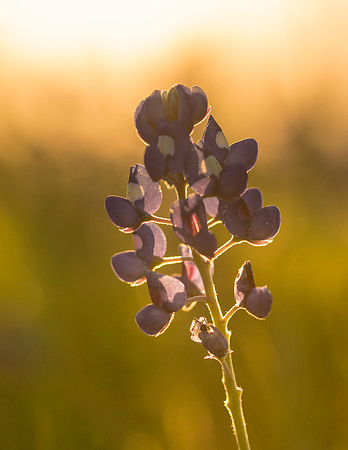 Bluebonnets_Ennis_2016_6