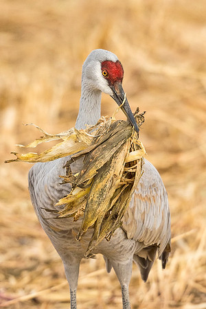 Sandhill_crane_BDANWR_2016_2_v2