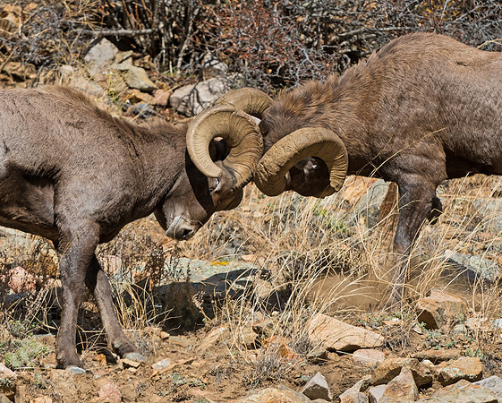 Bighorn_ram_25