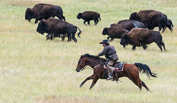 Bison_roundup_9