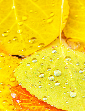 Melting_Snow_on_Fall_Leaves