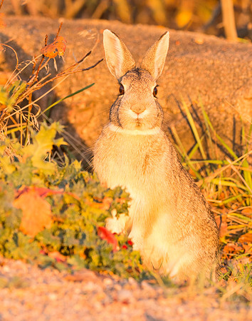 Cottontail_4