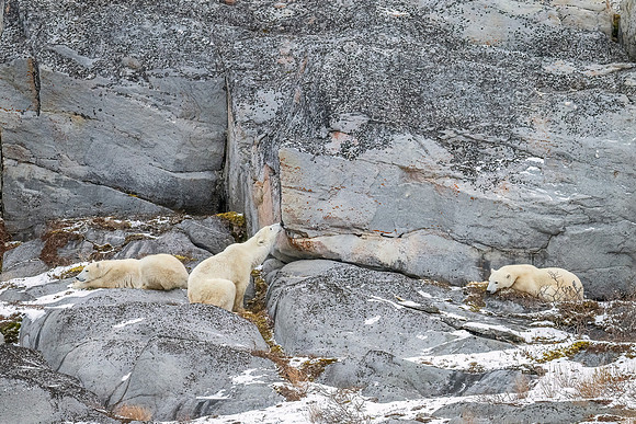 Polar_bear_CH_2024_17