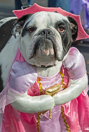 Bulldog_Anthem_Halloween_Event_8