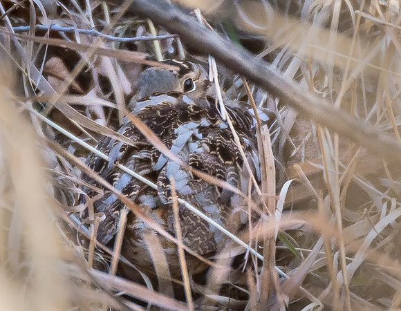 Woodcock_3