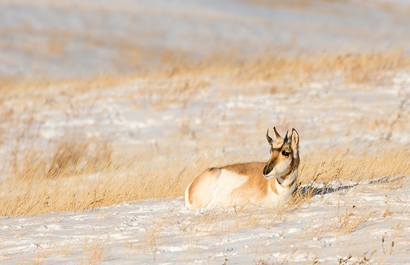 pronghorn_Laramie_2