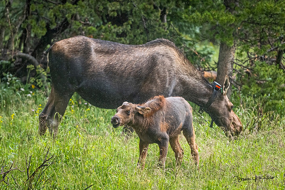 Moose_LDR_2022_10