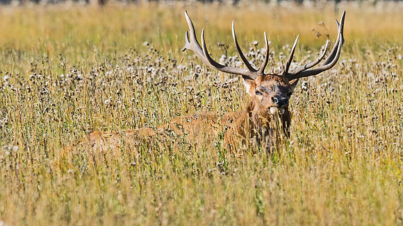 Elk_14