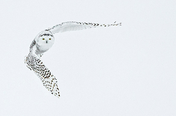 Snowy_owl_16