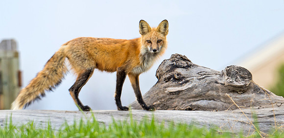 Red_Fox_44