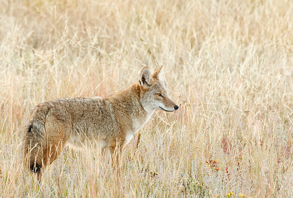 Coyote_27