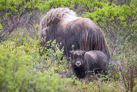 Muskox_Nome_2023_3