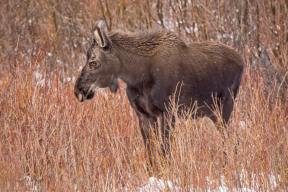Moose_RMNP_2018_24