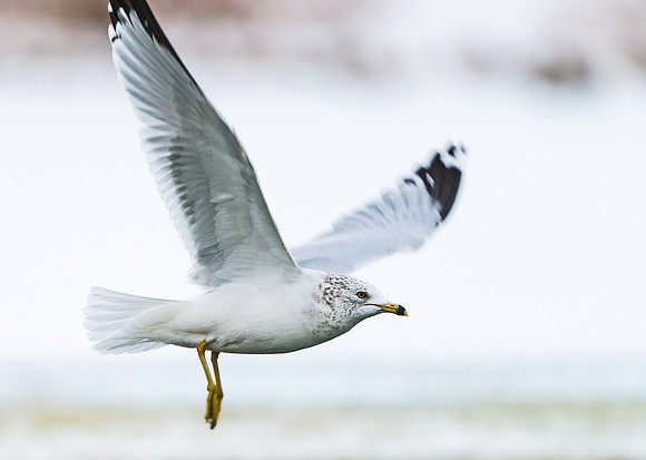 Ring-billed_gull_2