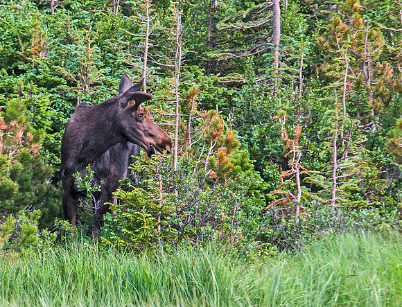 Moose_67