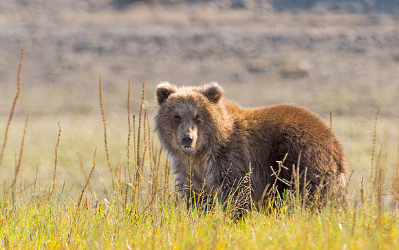 Brown_bear_cub_29