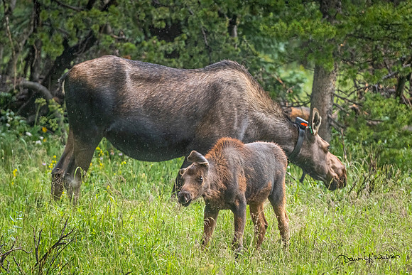 Moose_LDR_2022_6