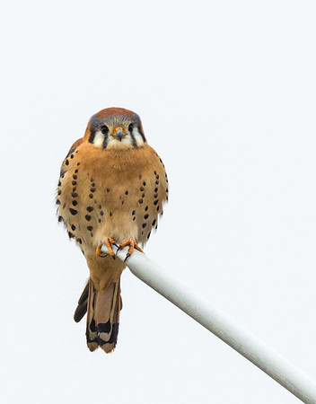 American_kestrel_9