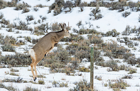 Mule_Deer_WY_1