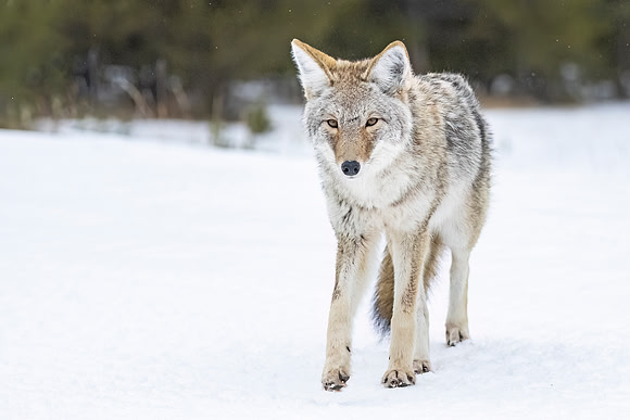 Coyote_YNP_2024_4