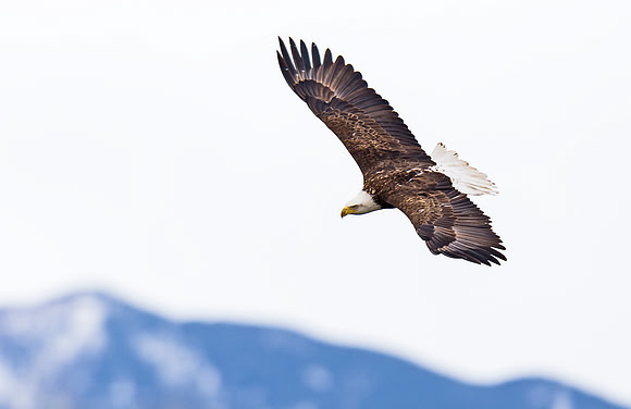 Bald_eagle_77