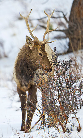 Elk_29