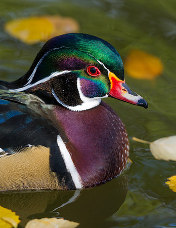 Wood_duck_7