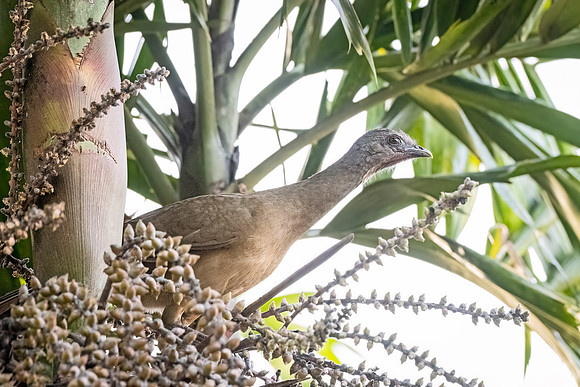 Plain_chachalaca_Belize_2024_1