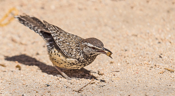 Cactus_wren_1