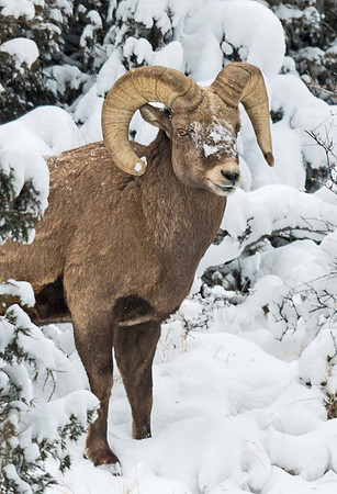 Bighorn_ram_80