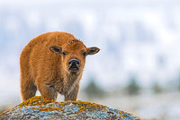 Bison_50
